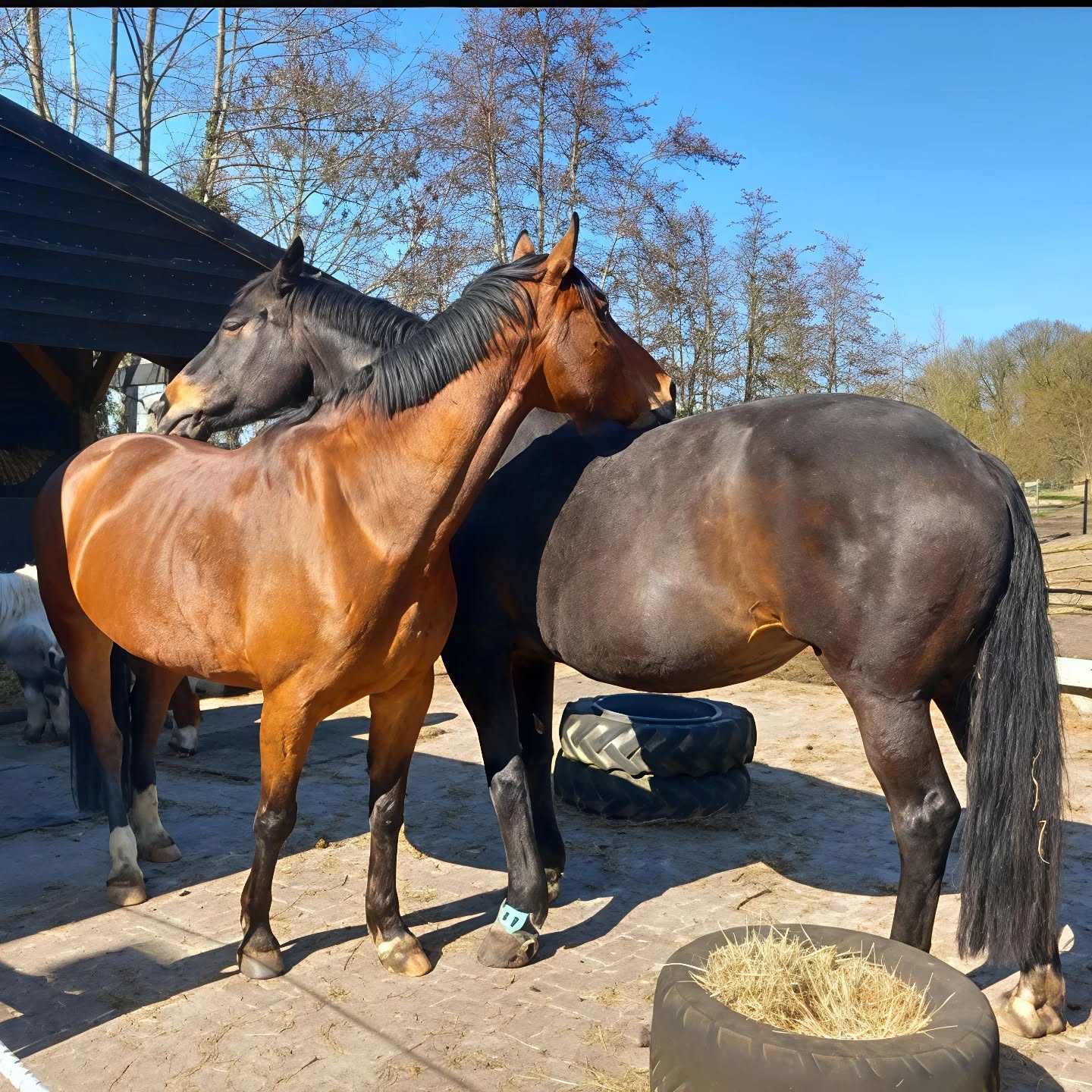 Soms sta je niet meer op jouw plek.
In je familie, je werk, of ergens diep vanbinnen.

Paarden laten feilloos zien waar het uit balans is. Zonder oordeel, puur en eerlijk.
Ze nodigen je uit om weer te gaan staan waar jij hoort. Zodat er ruimte ontstaat voor een ieder om de juiste plek in te nemen.

Terug naar jouw plek.
Daar begint de rust, de beweging en de verandering.

Paarden en systemisch werk is een krachtige combinatie. Het blijft me verbazen 🤍✨🐎

Wil je de kracht van de kudde ontdekken? Stuur dan een bericht. 

Mei zit bijna vol er is nog 1 plek over. 
Voor juni is er nog volop plek.